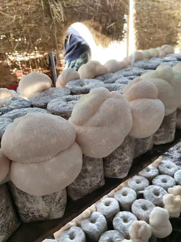 微信图片_20260202230238_80_14